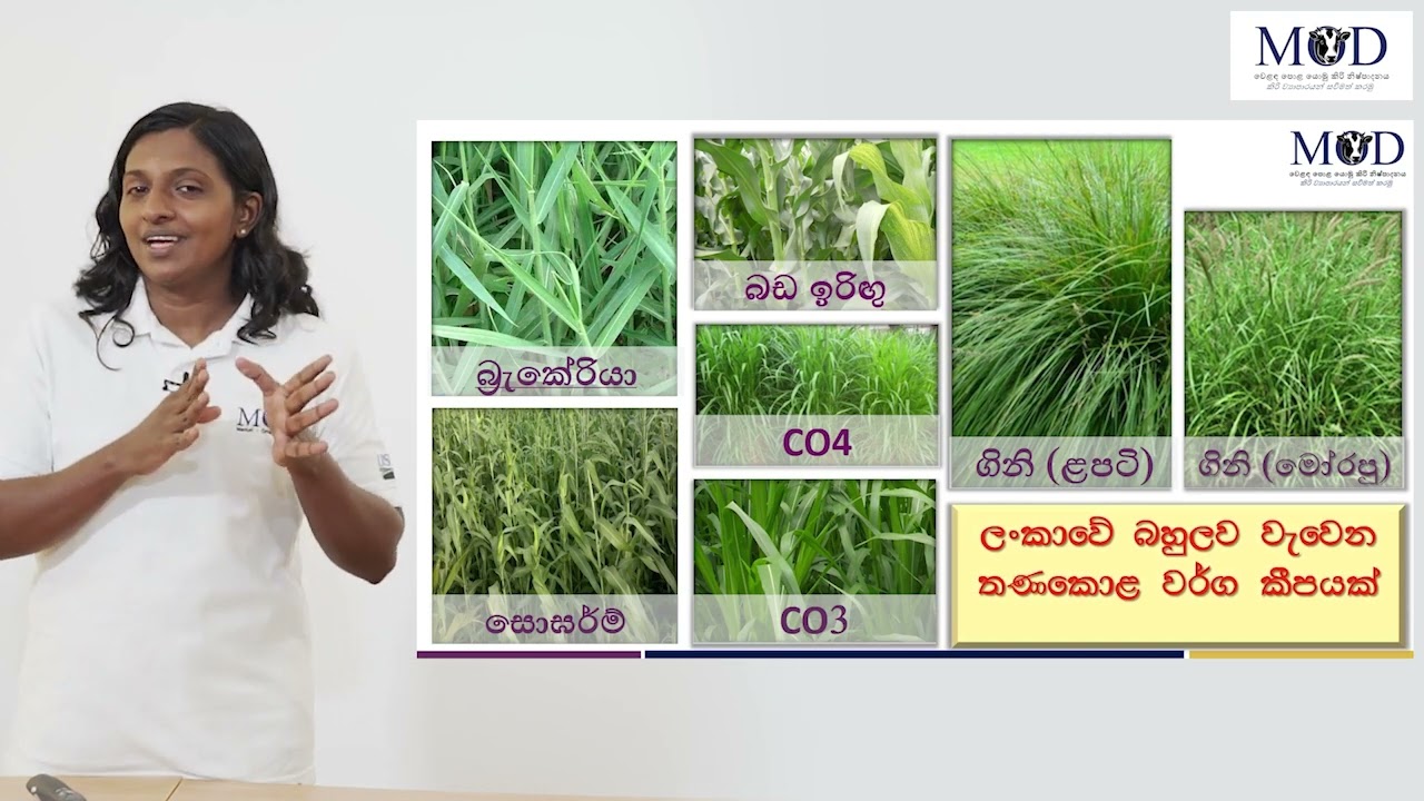 කිරි නිෂ්පාදනය වැඩිකර ගැනීම සඳහා අත්‍යාවශ්‍ය සාධක