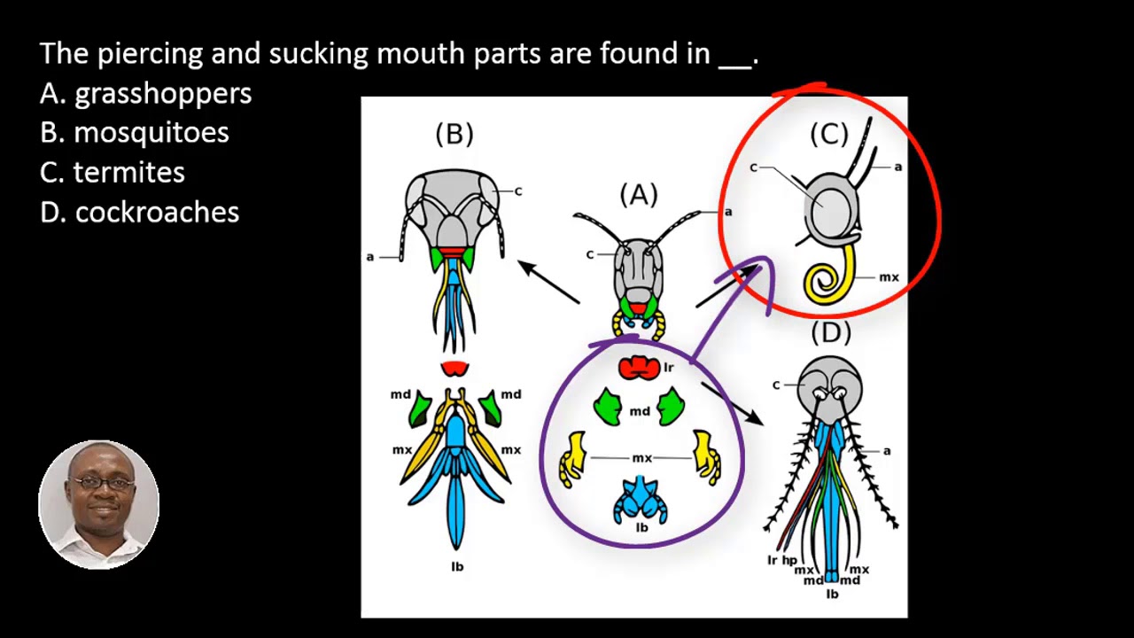 JAMB 2020 Prep | Q1 Piecing and sucking mouth parts | BIOLOGY Exam Solutions 2017