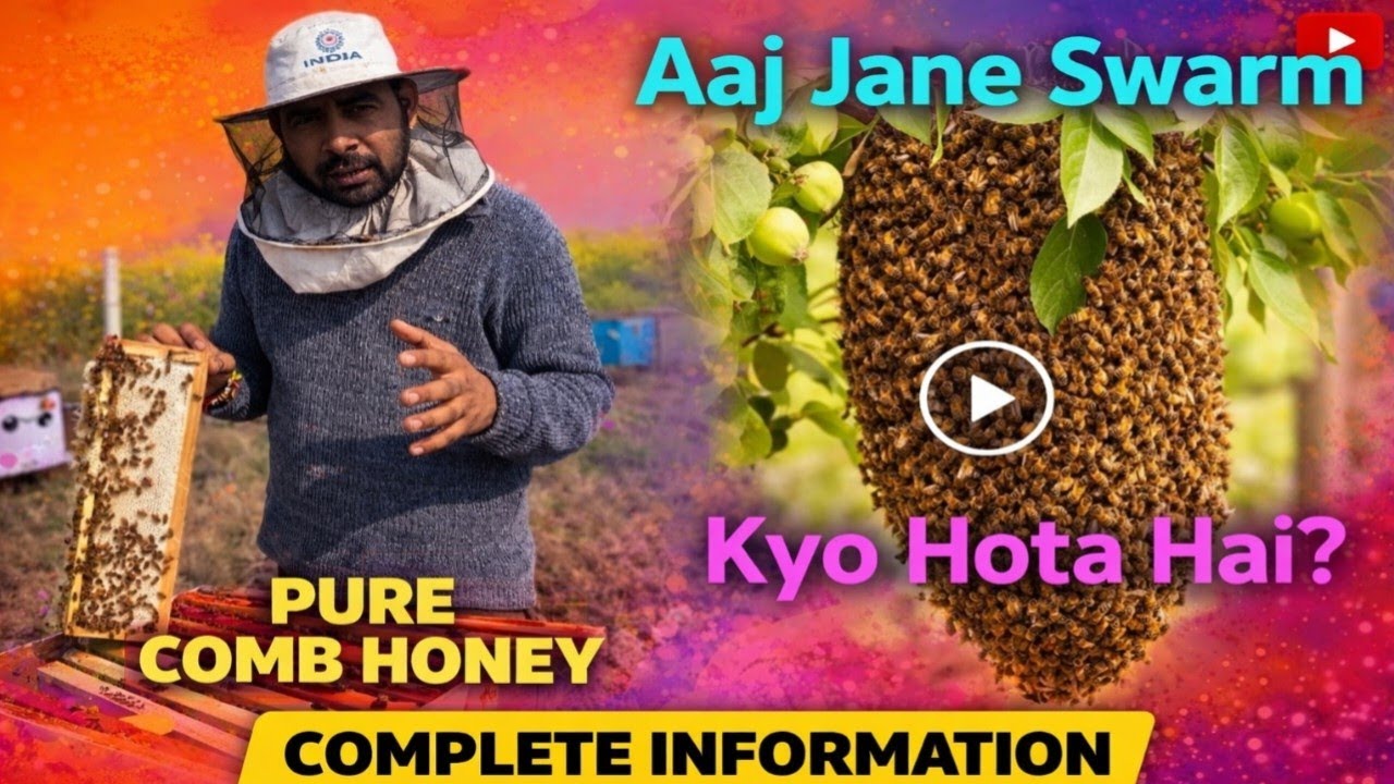 Swarm kyo hota or pure honey kya hota u #madhumkhi #swarm #prashantsaini #combhoney #vlog #india 