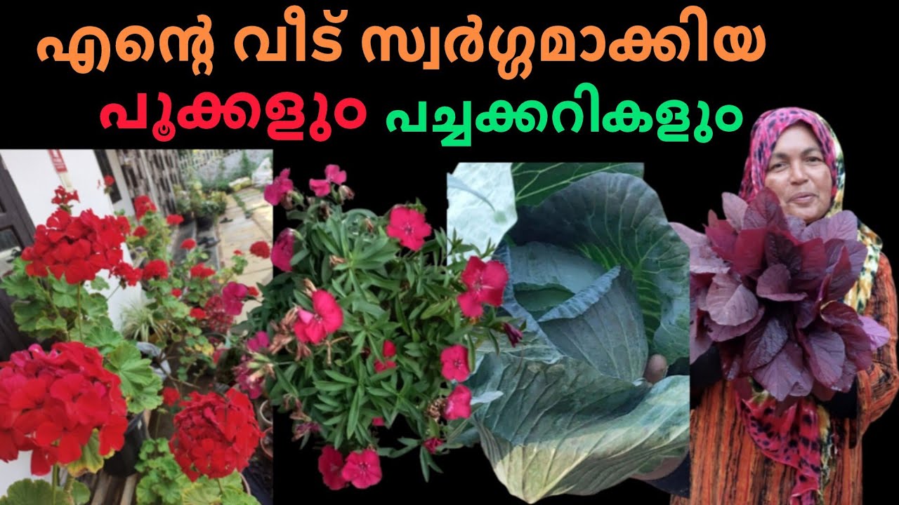 എന്റെ കുഞ്ഞി പൂന്തോട്ടവും അടുക്കളത്തോട്ടവും ഒന്ന് കണ്ടാലോ 👌🏻