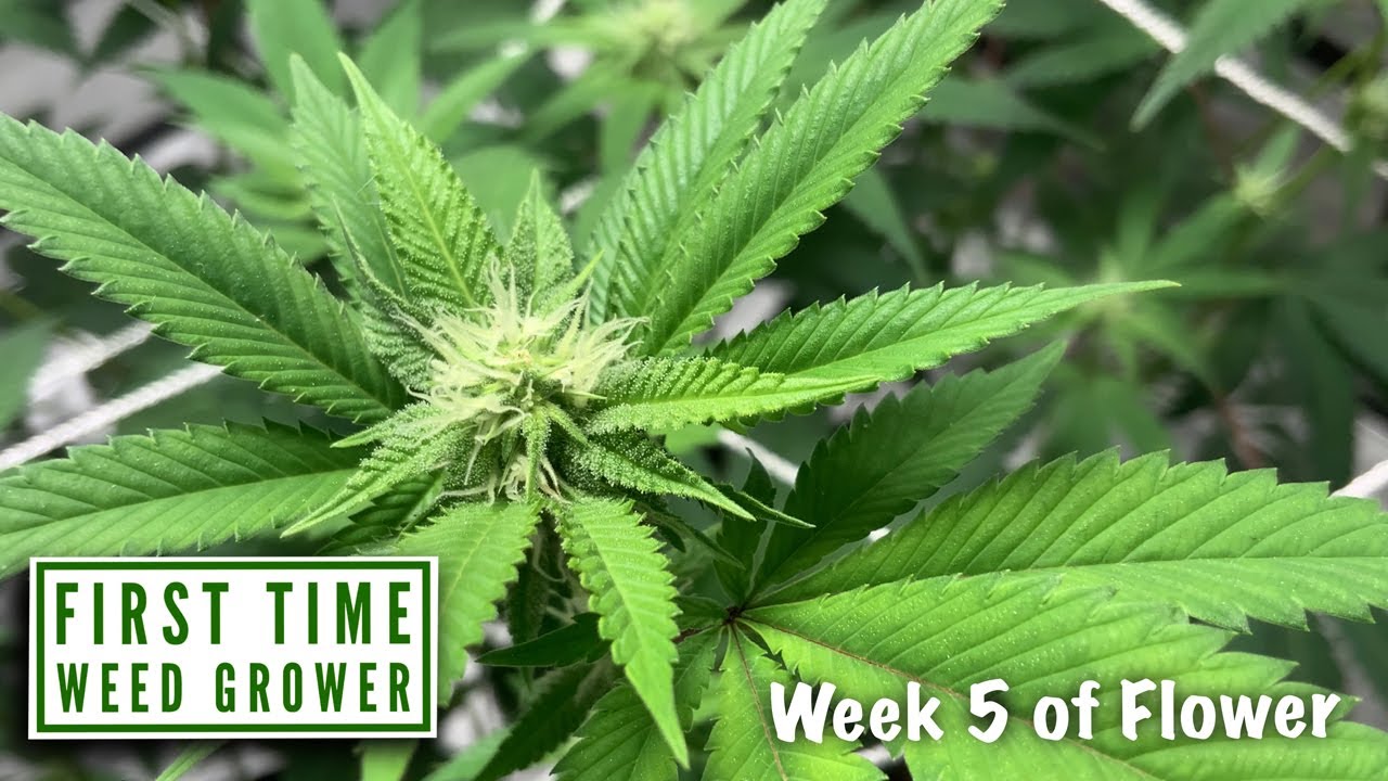 First Time Growing Weed(Home Grown)Week 5 of Flower