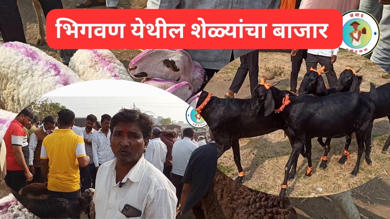 भिगवन येथील शेळ्यांचा बाजार|22/02/26#viralvideo #goat #goatfarming #goats #farming 