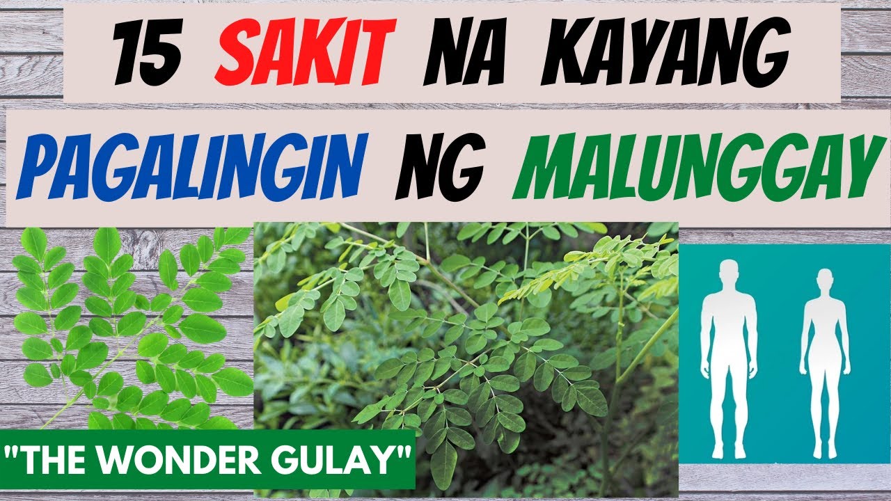 MALUNGGAY - mga sakit na kayang PAGALINGIN at BENEPISYO nito sa katawan | GAMOT, BENEFITS ng MORINGA