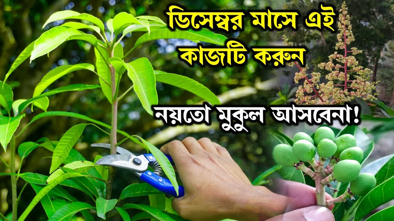 December মাসে আম গাছের পরিচর্যা | আম গাছে মুকুল আনার উপায় | Mango Plant Care