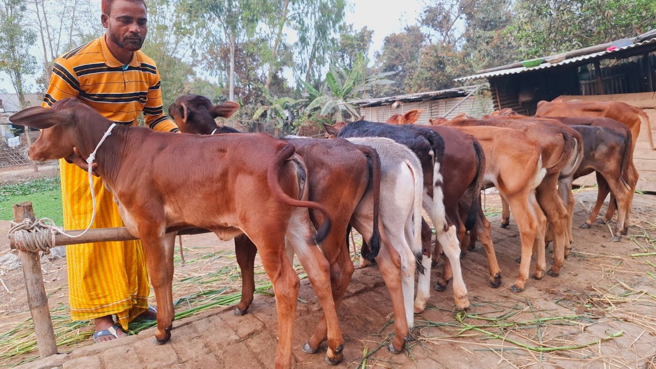 আজ ৬ মার্চ ২৬ | মাত্র ২৩ হাজার লটে সবচেয়ে ছোট ছোট বাছুরের প্যাকেজ | দিনাজপুর 