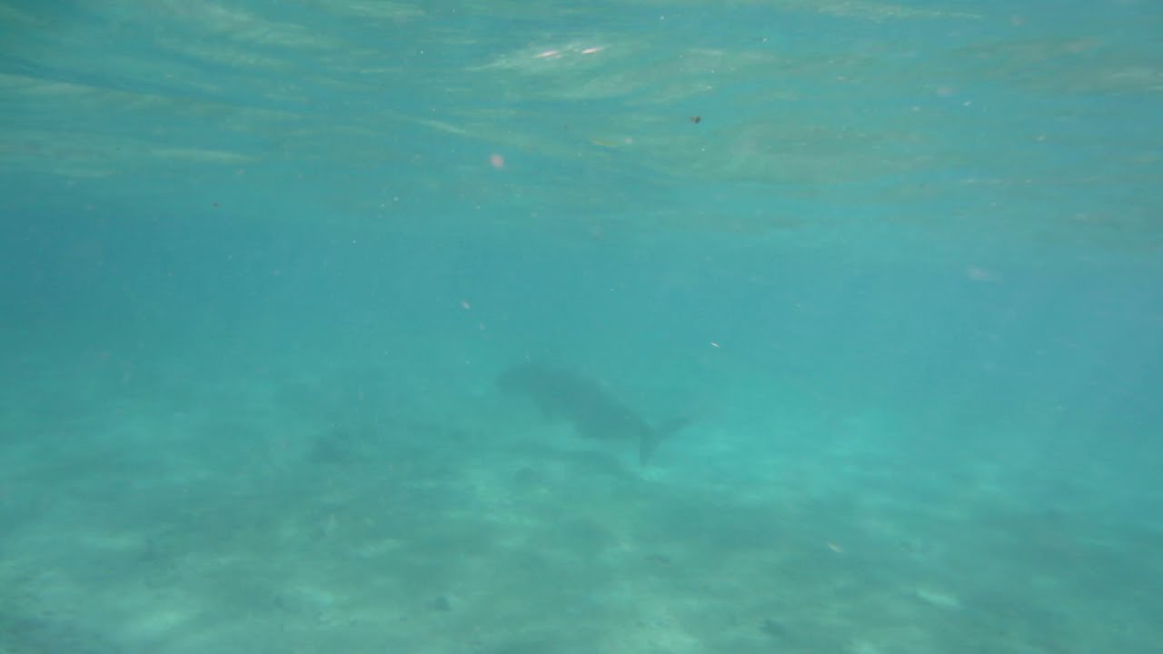 Rare Dugong Encounter!