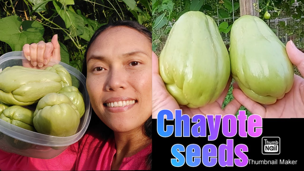 Harvesting & Saving CHAYOTE SEEDS || What you need to know