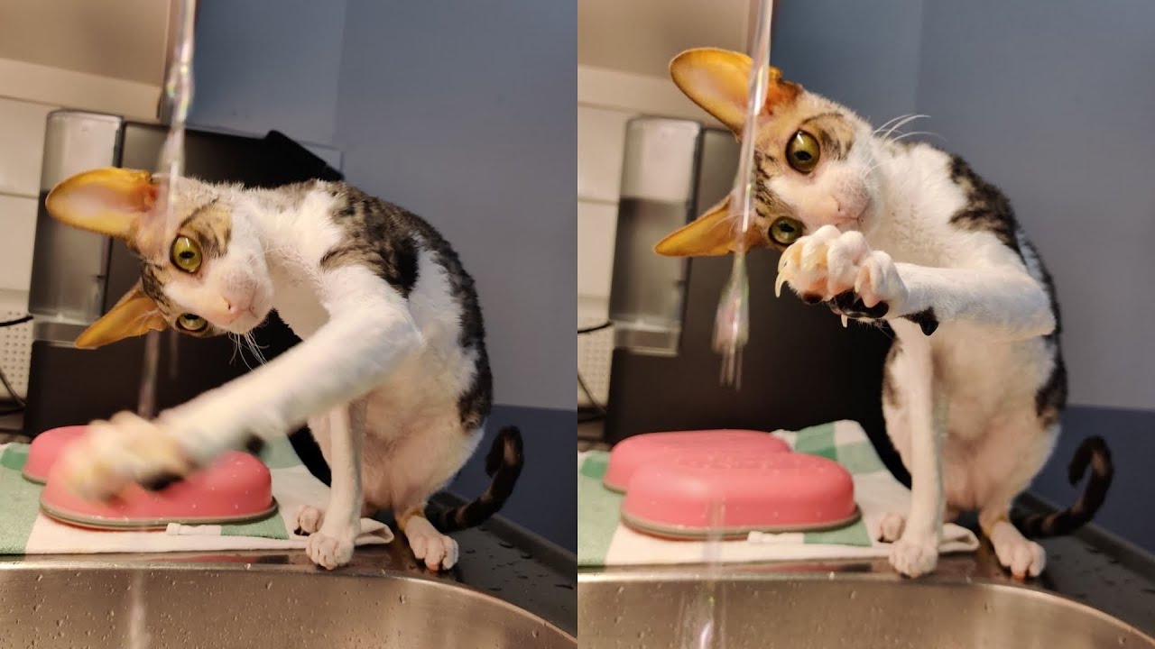 CORNISH REX CAT MOMENTS TO REMEMBER