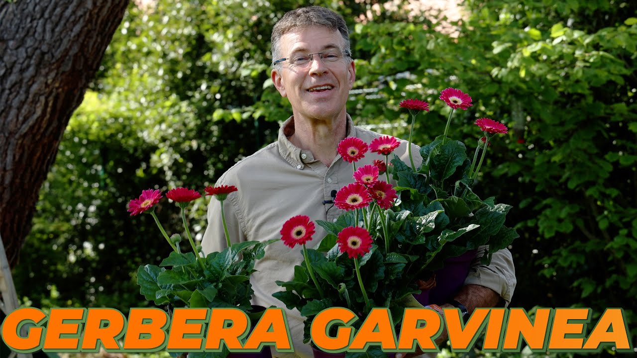 DES COULEURS CHAUDES DANS LE JARDIN AVEC LES GERBERA - Que Faire Dans Mon Jardin ? Semaine 18