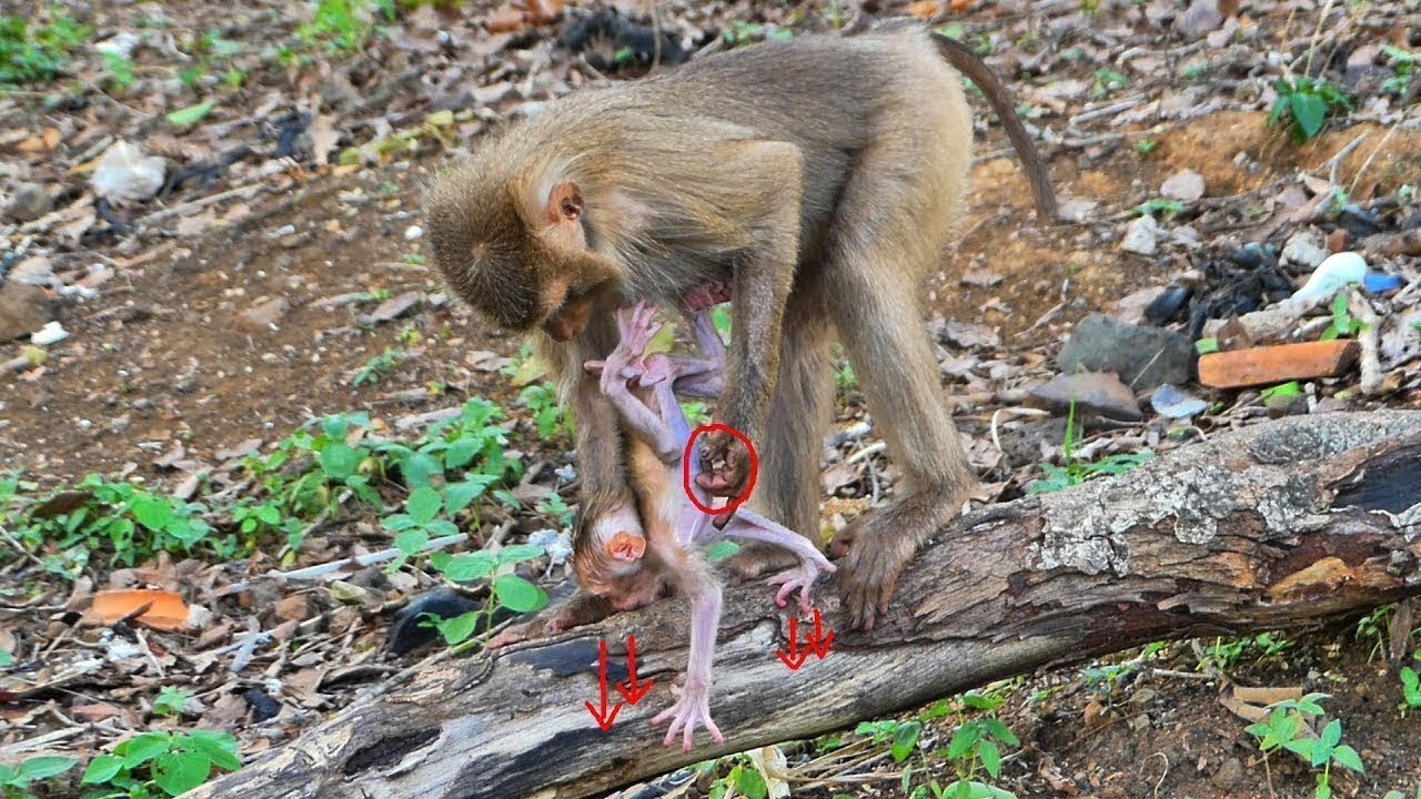 Wow Best Activity ! Baby monkey Luna tries to walk When mom Laura starts lifting her legs up
