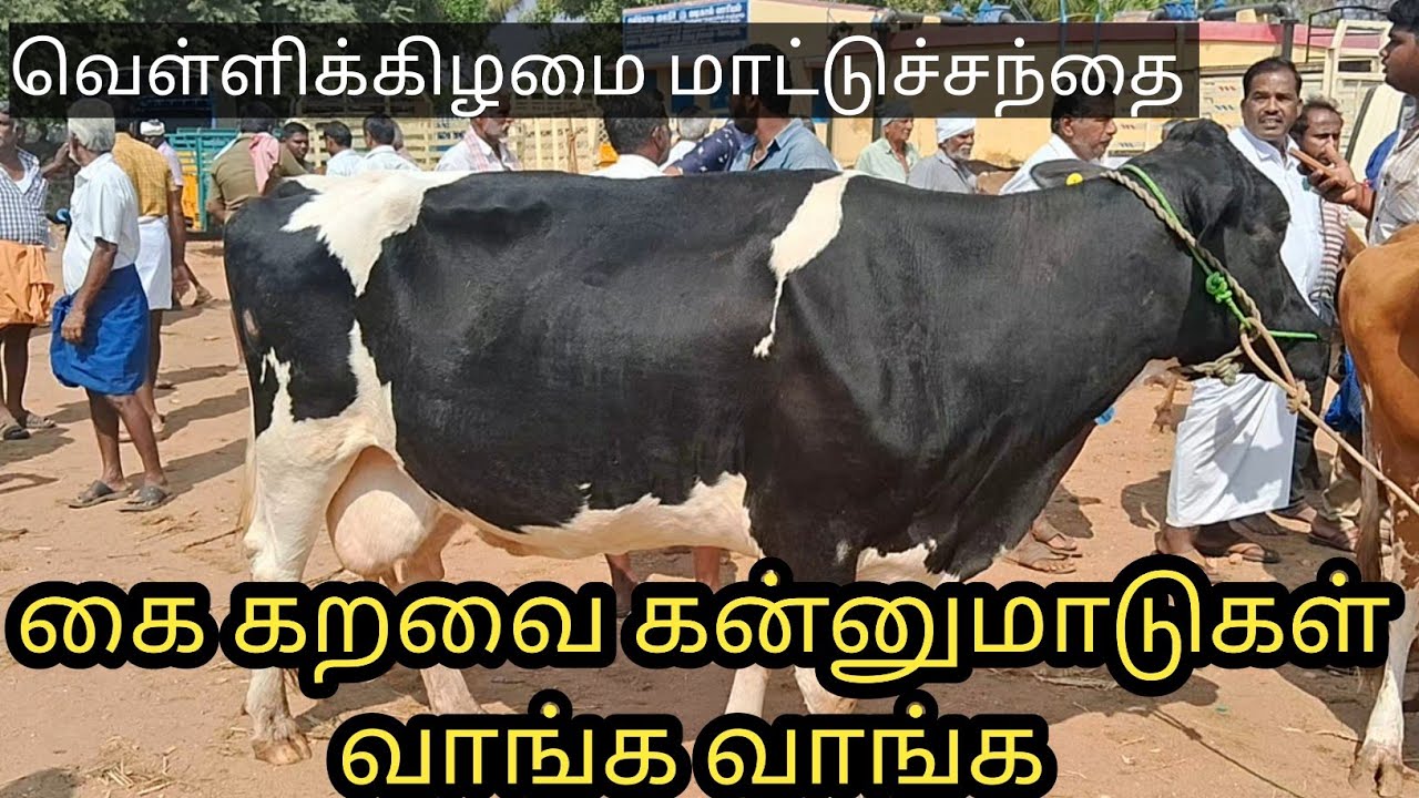சீனாபுரம் மாட்டுச்சந்தை|வத்தகறவை ✋ கறவை மாடுகள் வாங்க சிறந்த சந்தை #cow #bull #cowmarket #friday