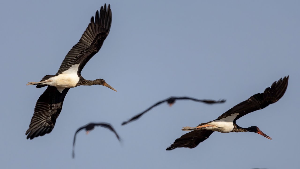 Pozorování černých čápů (Ciconia Nigra) u Třesického rybníka (25 a 26. srpna 2023)