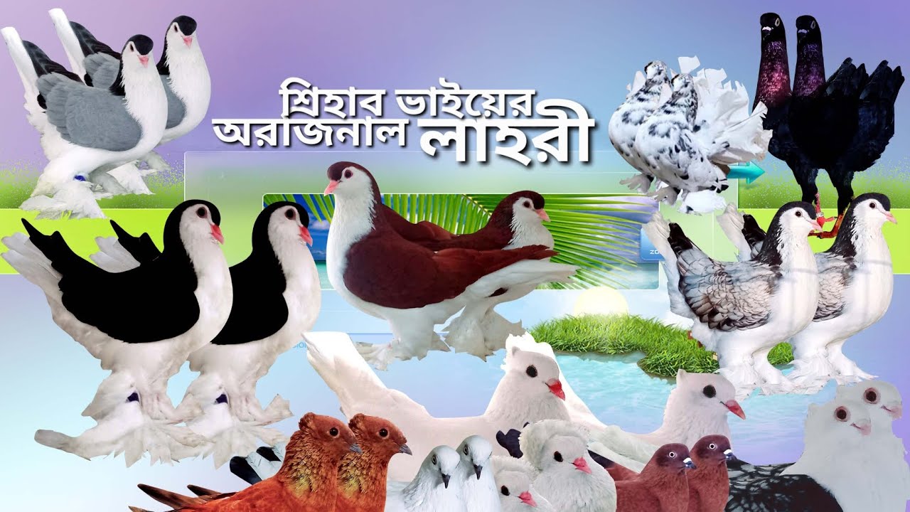 কবুতর বেশী লাগে না এক জোড়াই যথেষ্ট | কবুতর কিনুন সেরা লাহরী সিরাজি কবুতর বিক্রি হবে | Lahore siraji