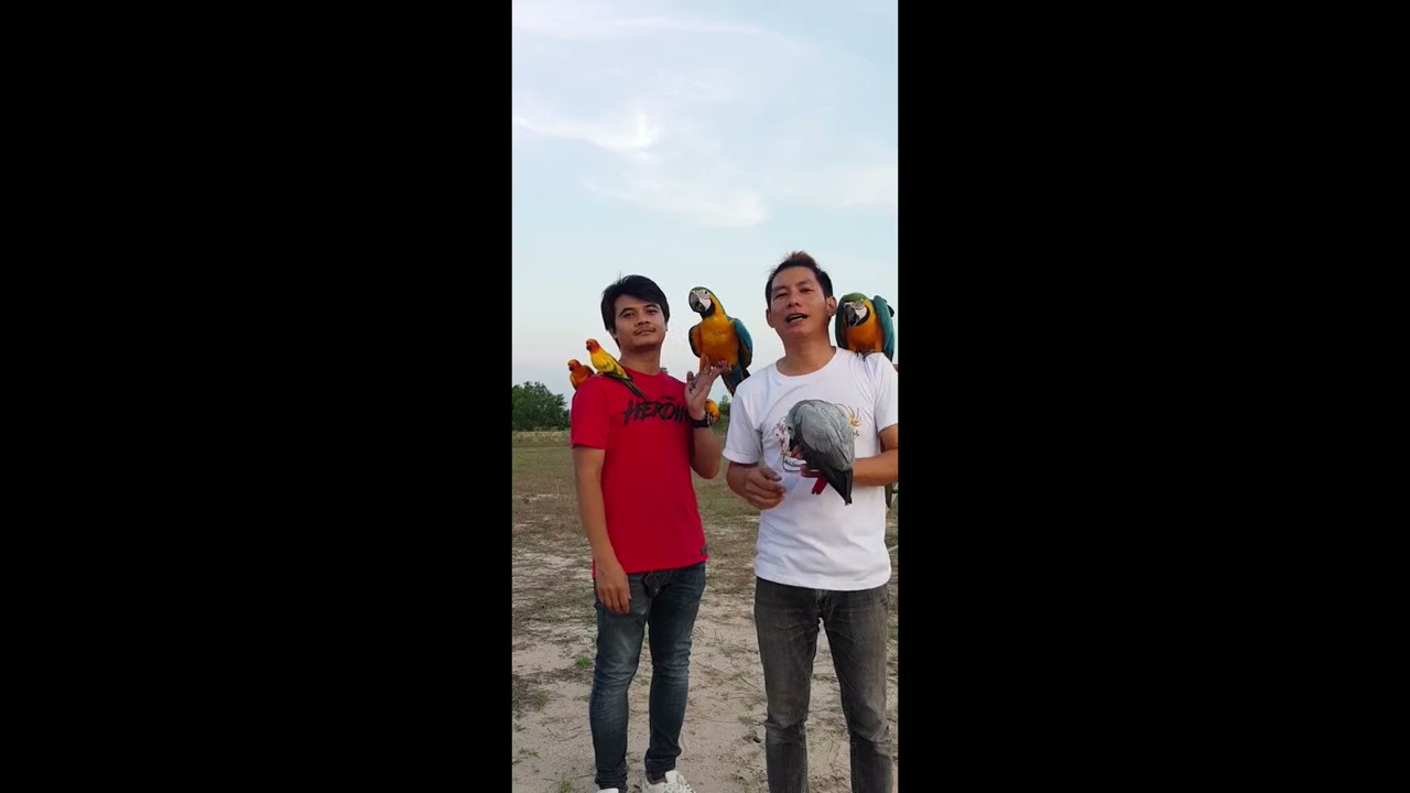ฝึกนกเพื่อปล่อยบินอิสระ ตอนที่ 3 (ฝึกร่วมกับกลุ่มบิน)