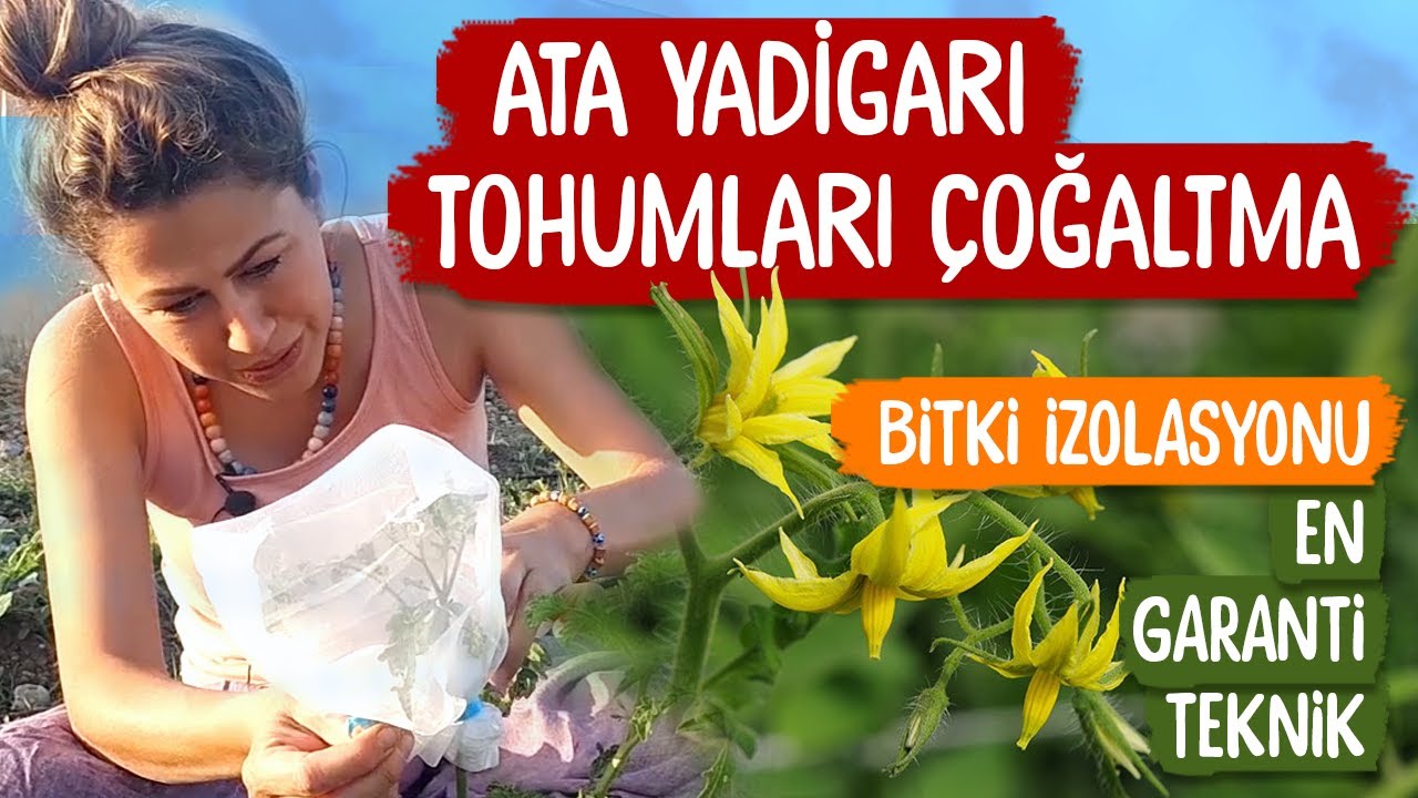 ATA TOHUMU ÇOĞALTMAA | İZOLASYON YÖNTEMİYLE TOHUM ALMA | FARKLI SEBZELER İÇİN TÜM DETAYLARI İLE!