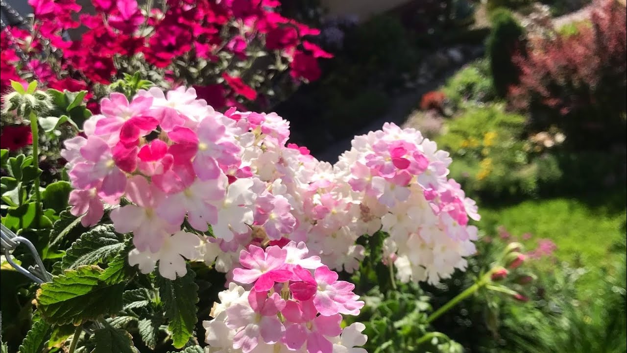 🌺ВЕРБЕНА🌺Как храню зимой🌺Снимаю черенки🌺