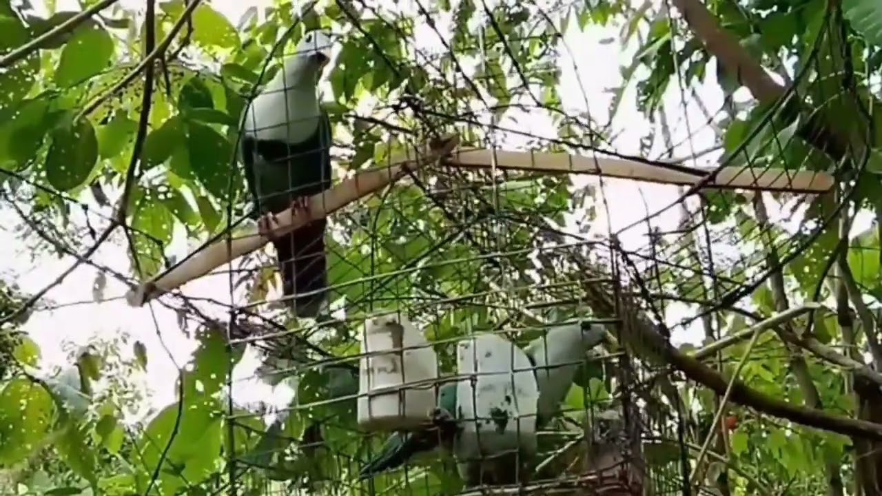 Black CHINNED FRUIT DOVE HUNTING,naka huli parin kahit tanghali na #catchandrelease