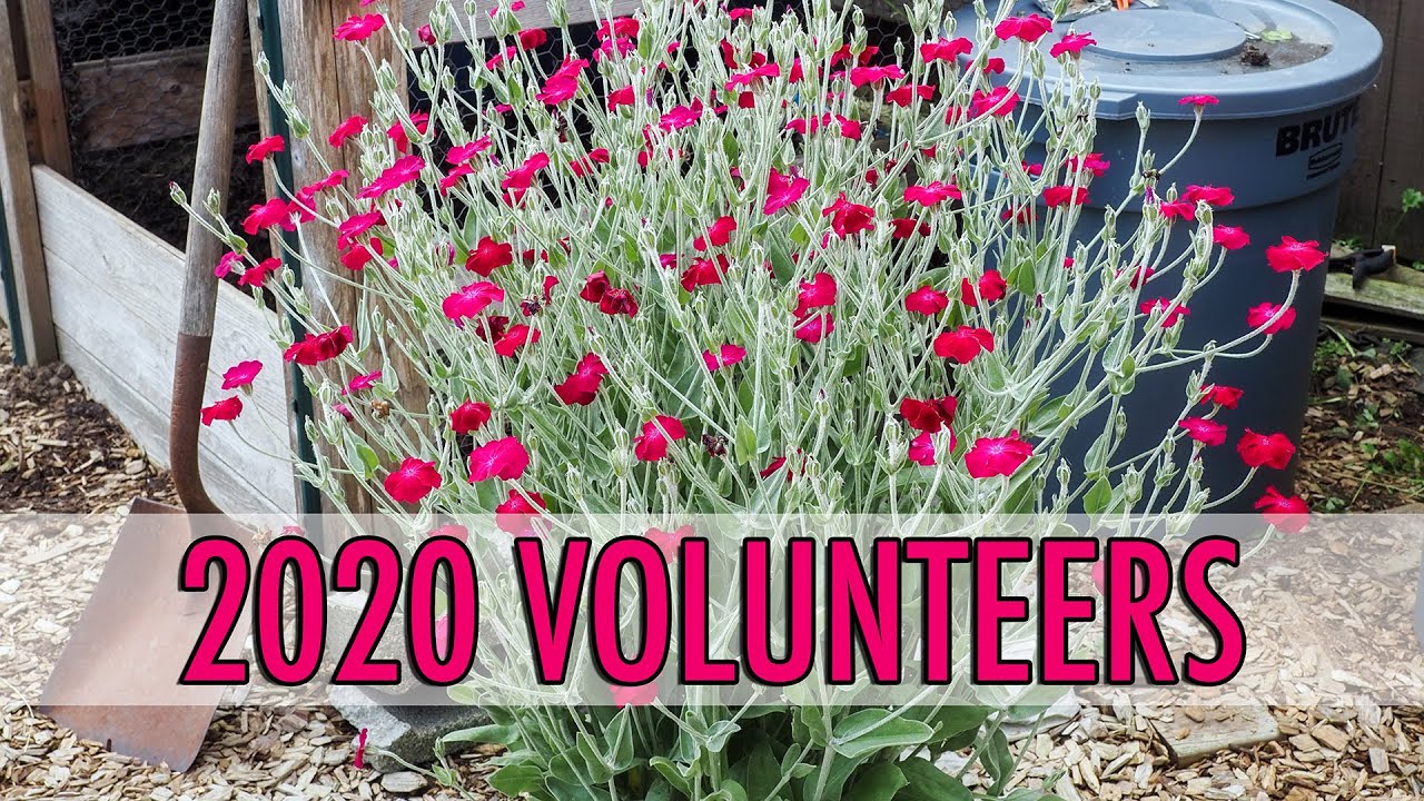 2020 Garden Volunteers