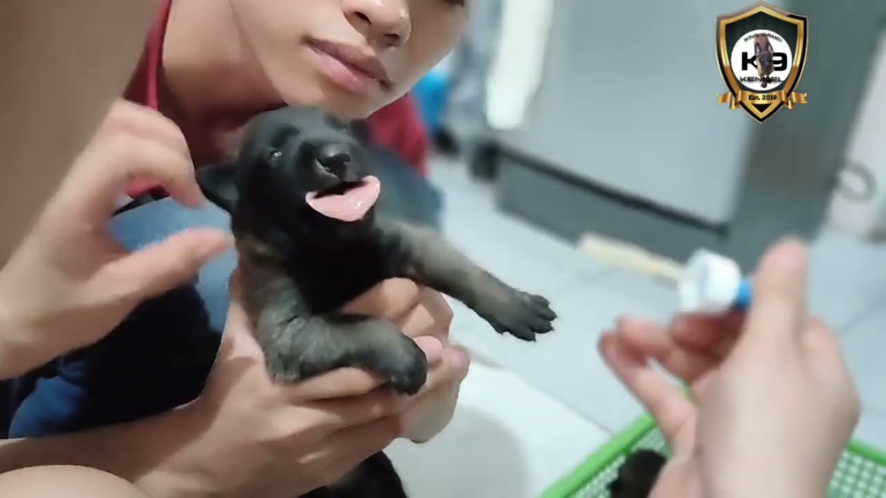 Puppy Deworming Short Video