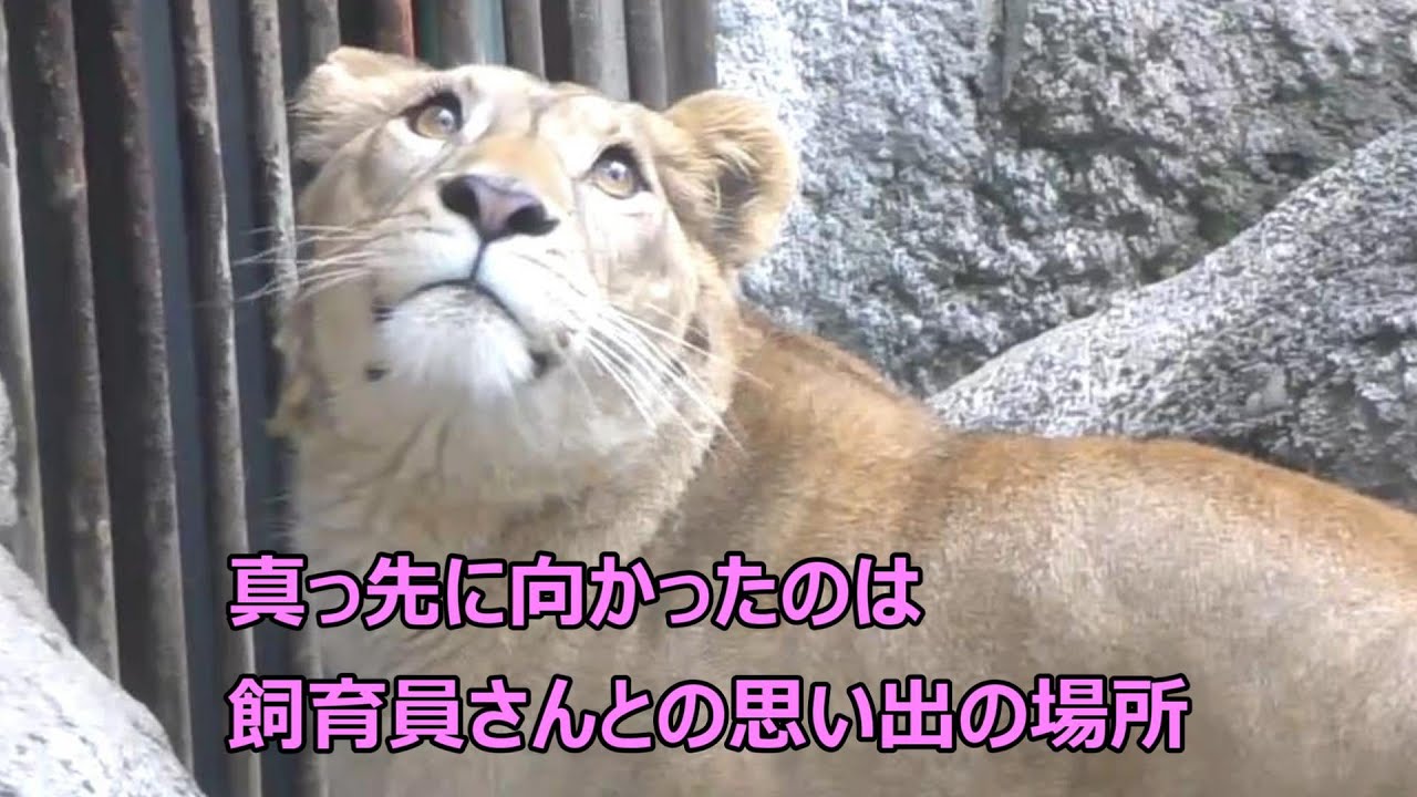 とべ動物園に帰ってきたクレイちゃん♪