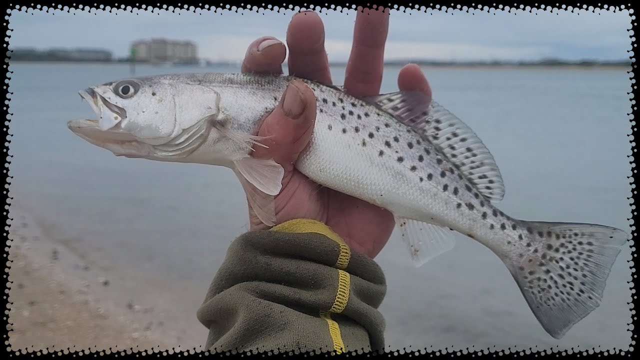Speckled Trout (16x)  - Radio Island (NC) Morehead City