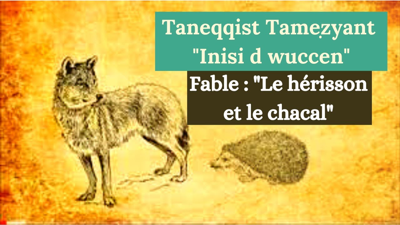 Taneqqist Tameẓyant : Inisi d wuccen (02). Fable : Le h&eacute;risson et le chacal.
