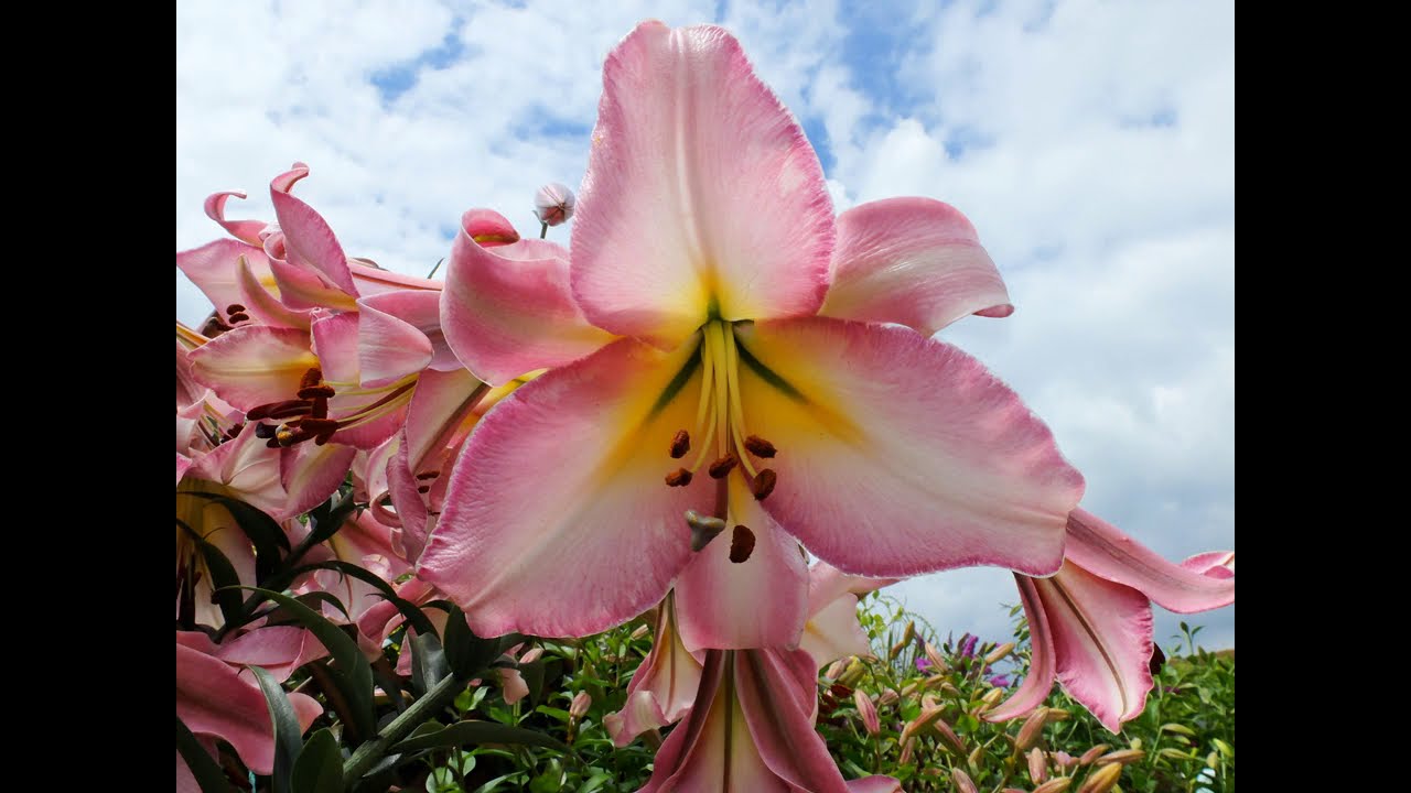 lily care in summer - including control of red lily beetle and slugs