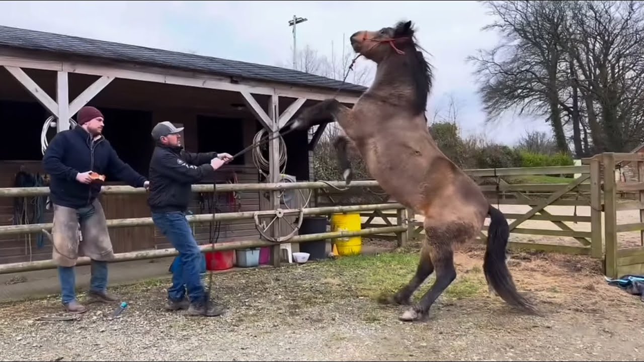 How will this dangerous horse react this time!!