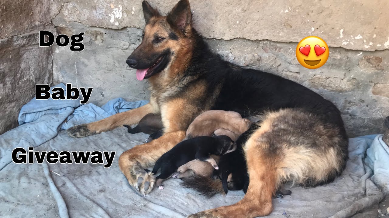 Jacky baby giveaway 😮 #shorts #trending #youtubeshorts 