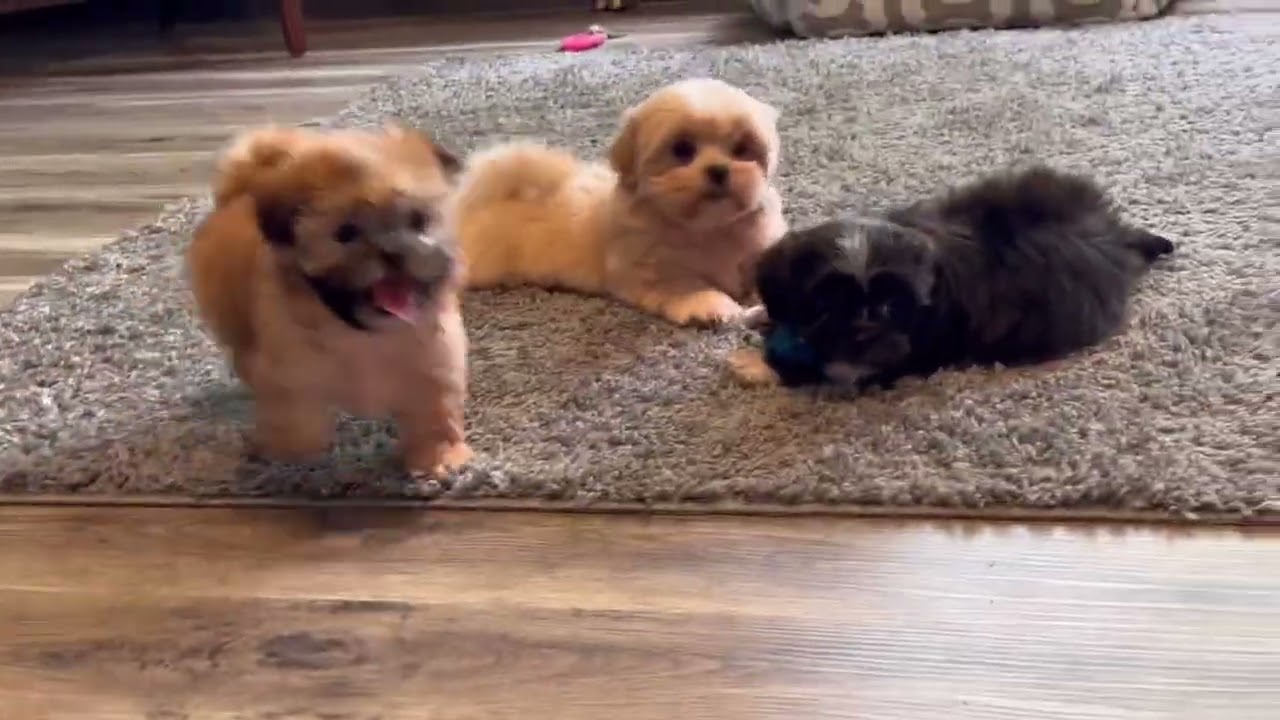 Cute Malshi puppies playing
