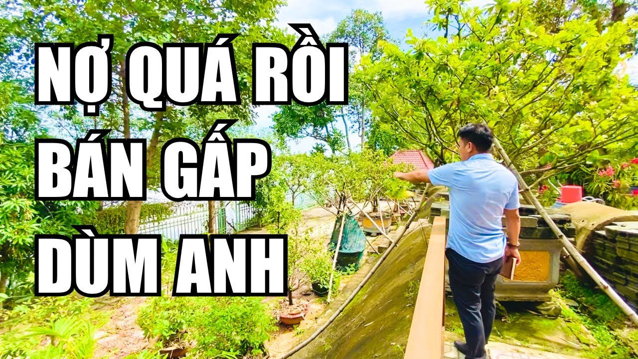 Ngộp quá ngộp chủ cần bán gấp nhà vườn view sông Đồng Nai đủ loại cây ăn trái