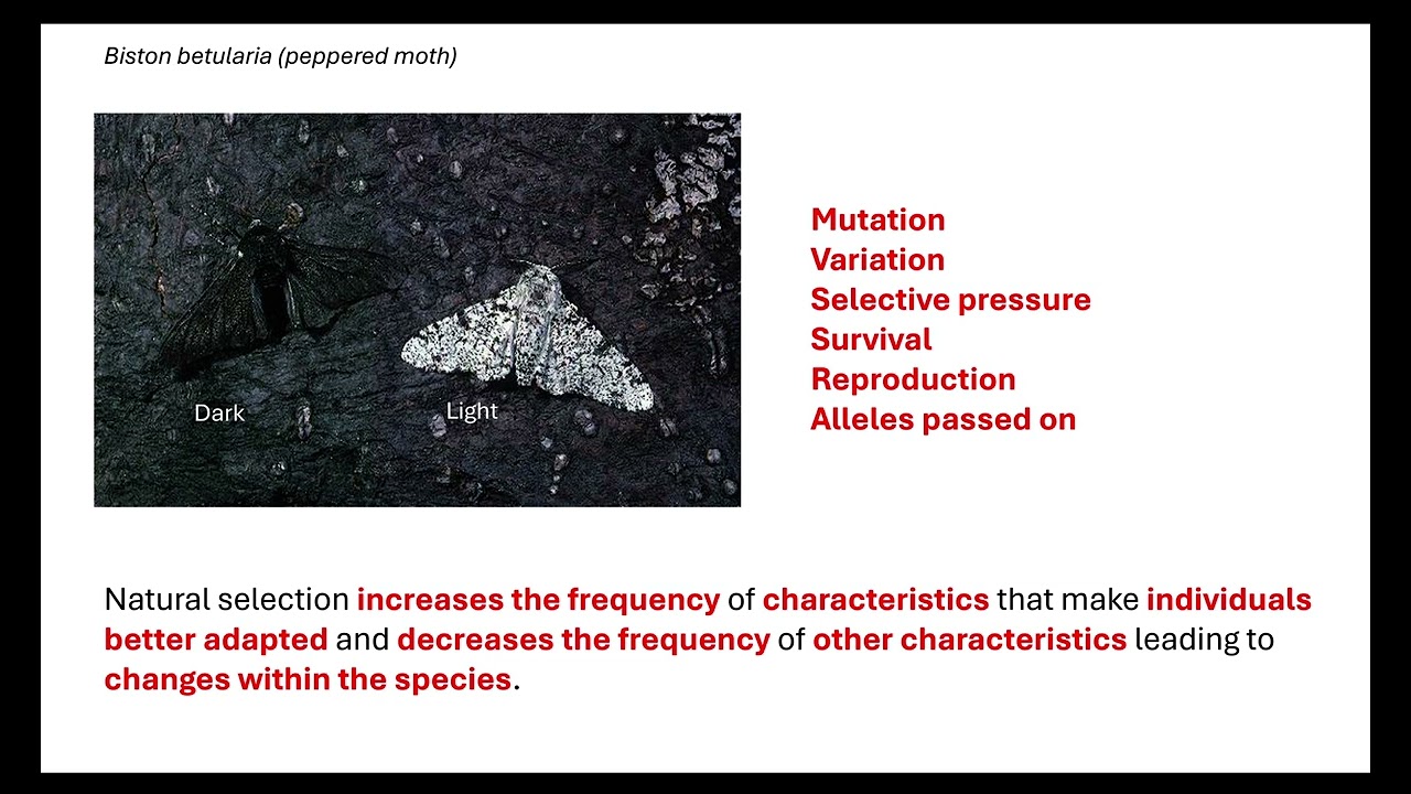 Adaptation and Natural selection. OCR A A-Level Biology Revision 4.2.2 Classification and evolution