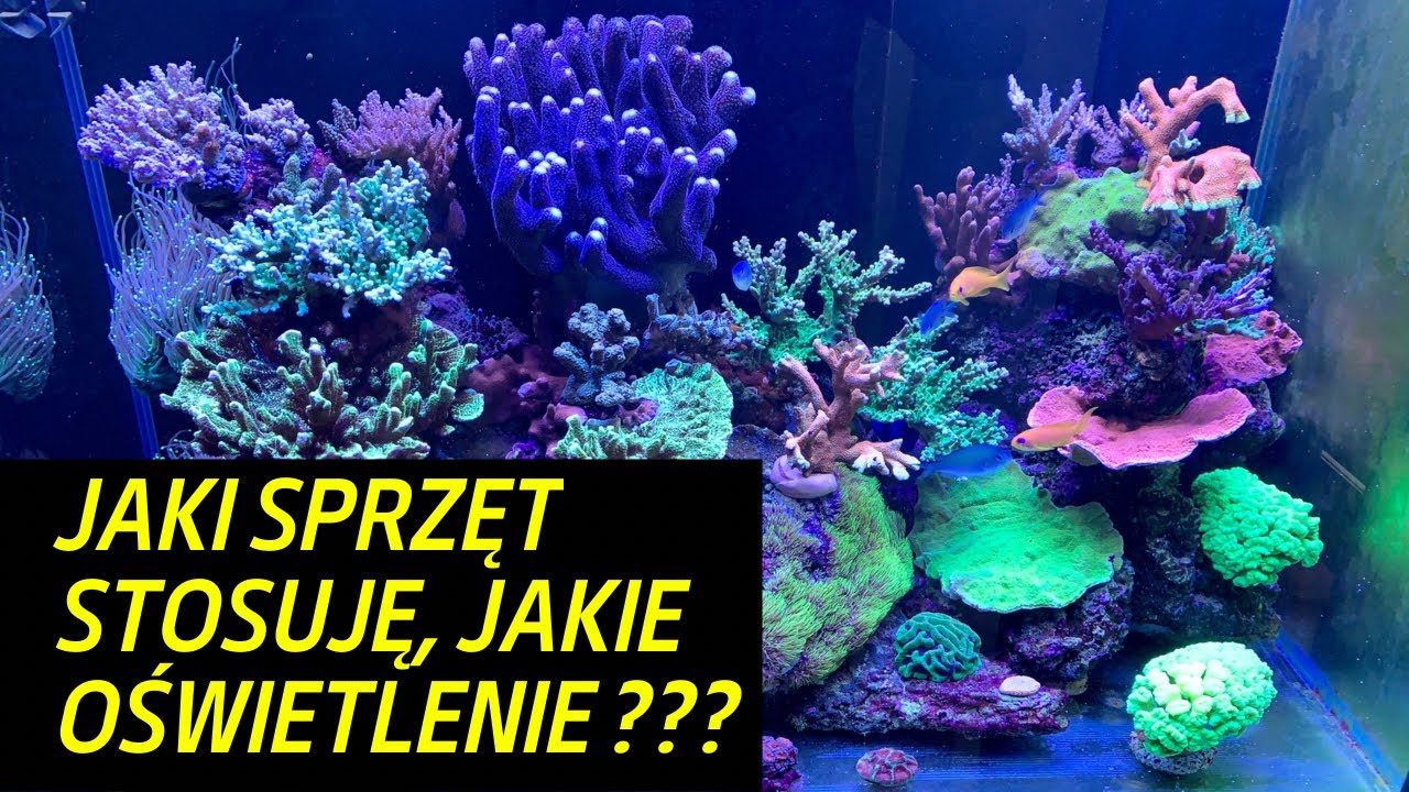 #7 Jaki sprzęt wykorzystuję w akwarium morskim? Jakie oświetlenie? Akwarium morskie 350l
