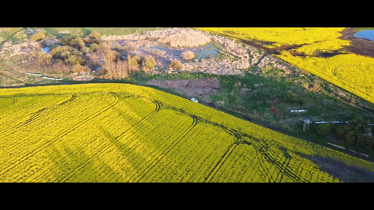Polish Yellow Fields - rapeseed flowers - Polish Pomerania - Pola rzepakowe na Pomorzu Maj 2020