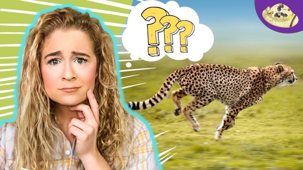 Why Does the Cheetah Run So Fast?! Y Tho?
