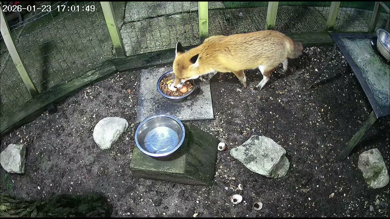 Our Family of Foxes - Rubie does like her raw eggs 💜🦊💞