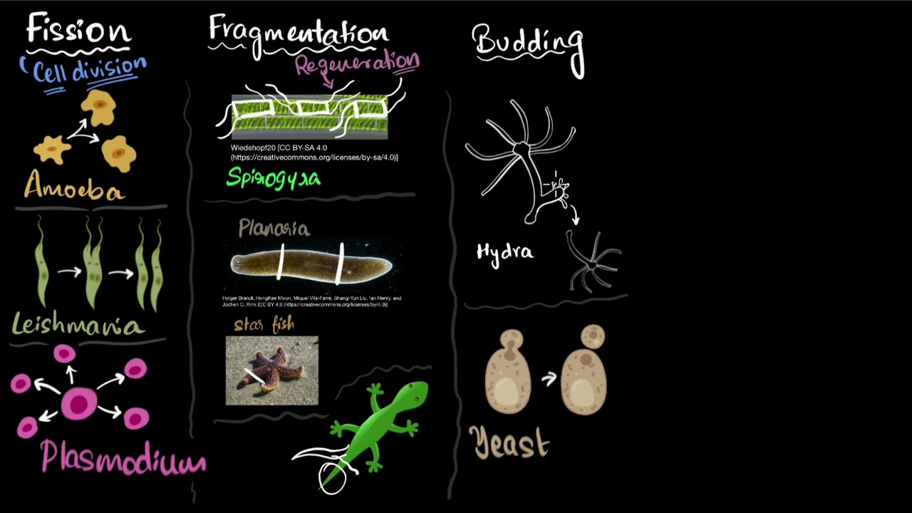 Fission, fragmentation, regeneration, budding, spores | Reproduction | Class 10 Bio | Khan Academy