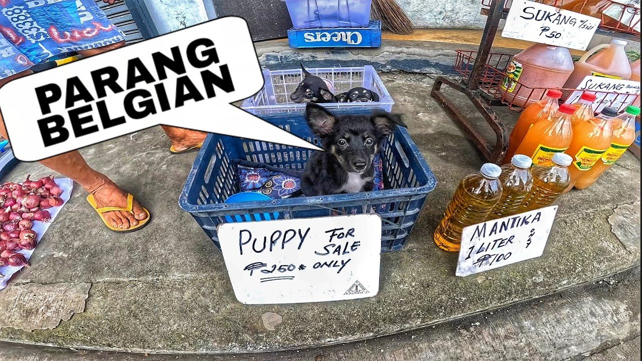 PINAKA MURANG ASO SA GROTTO