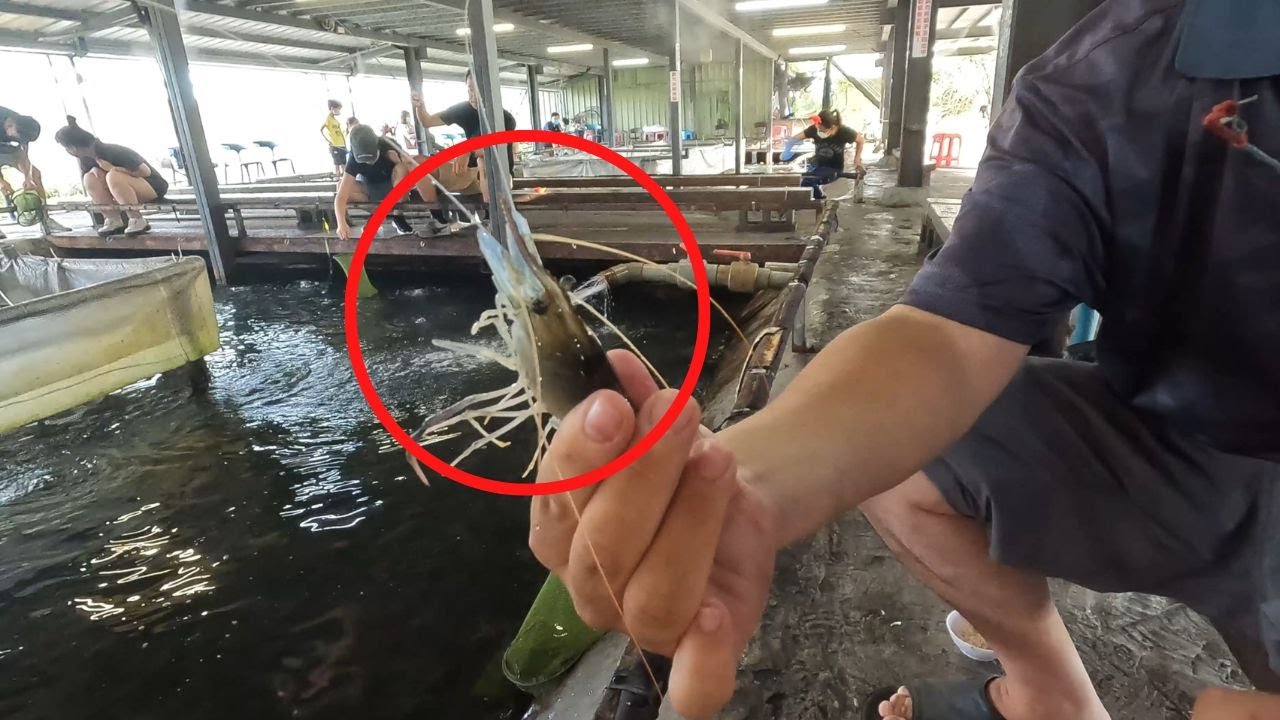 Live Shrimp Fishing: The Fun Things to Do In Taiwan