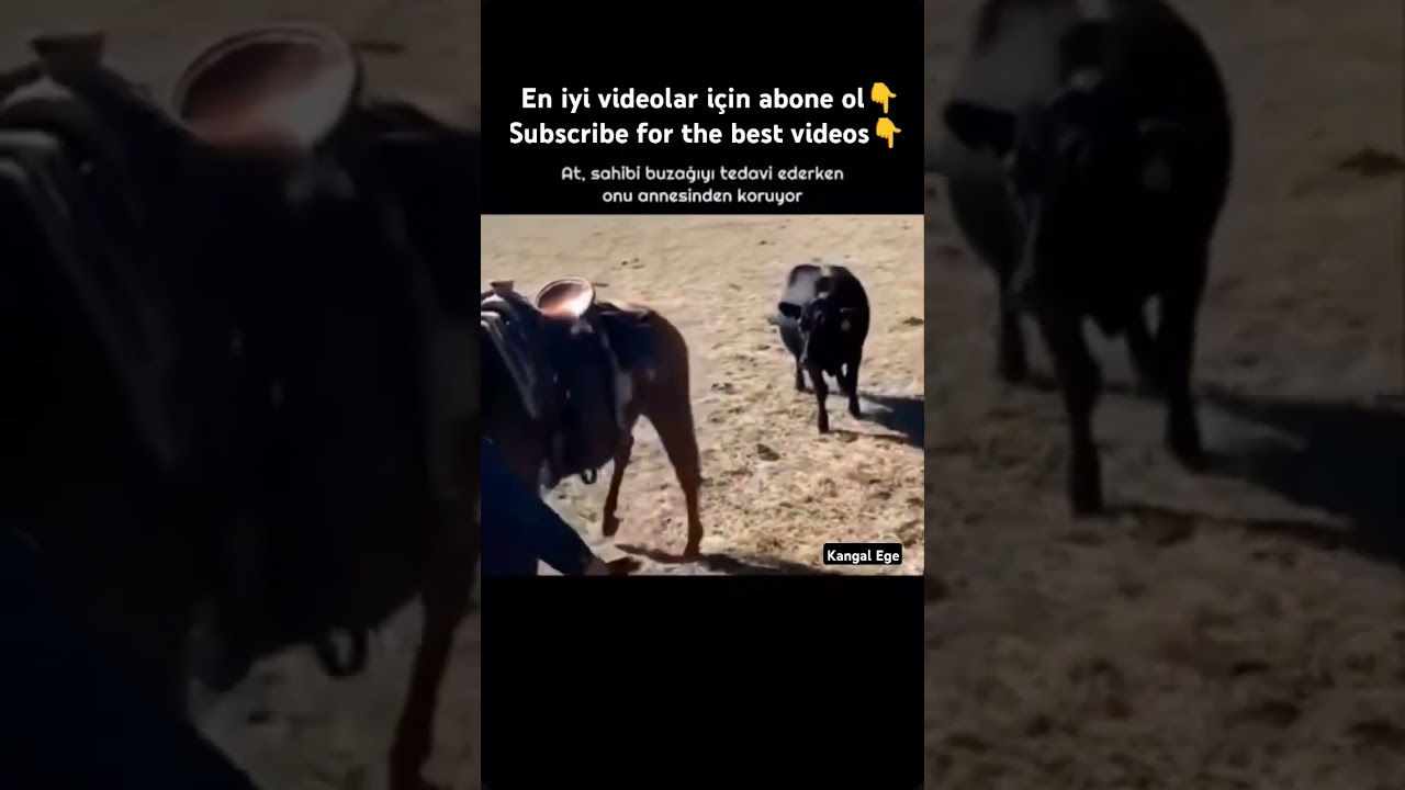 HORSE VS COW #animals #pets #youtubeshorts #shorts #nature #youtube #horse #like #love #video #fyp
