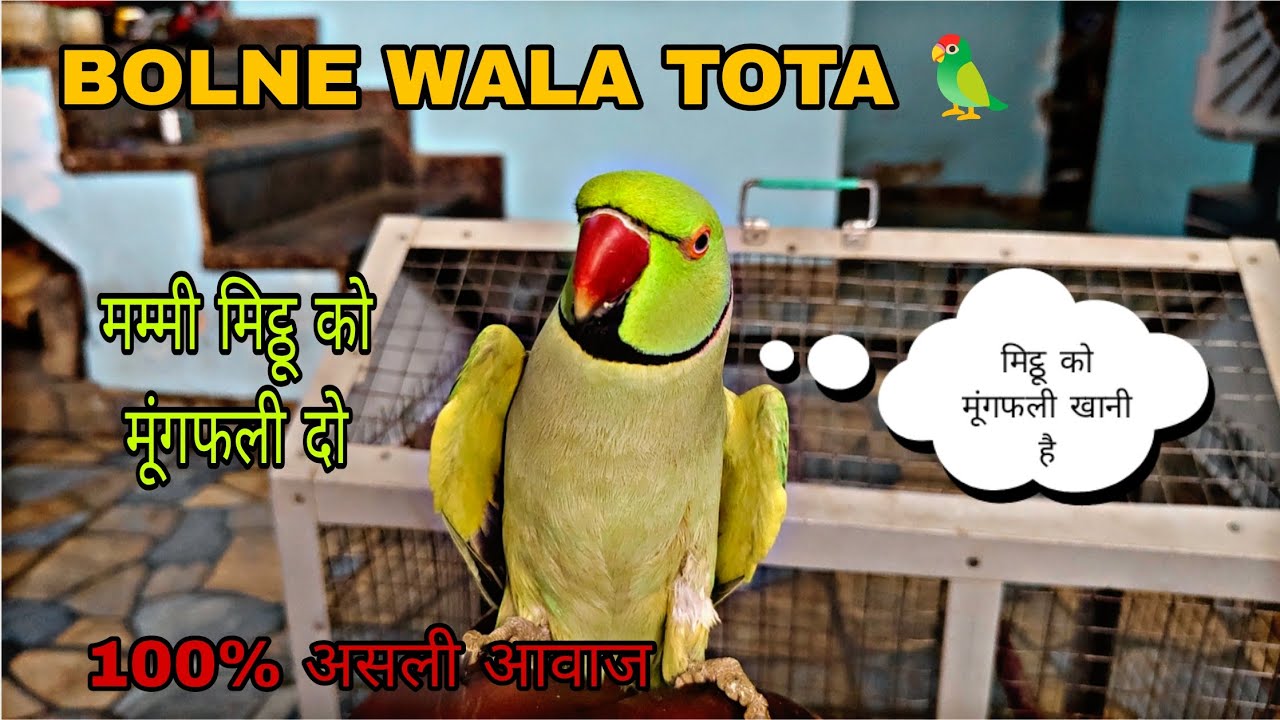 BOLNE WALA TOTA 🦜 | मिट्ठू को मुमफली खानी है 😂| मम्मी मिट्ठू को खाना दो @Gangguparrot 