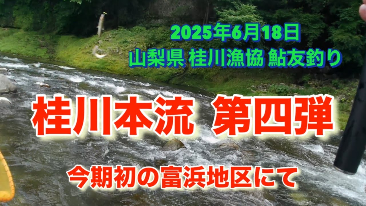 山梨県 桂川漁協 桂川本流 鮎友釣り 2025年6月18日 今期初の富浜地区に行ってきました🤗