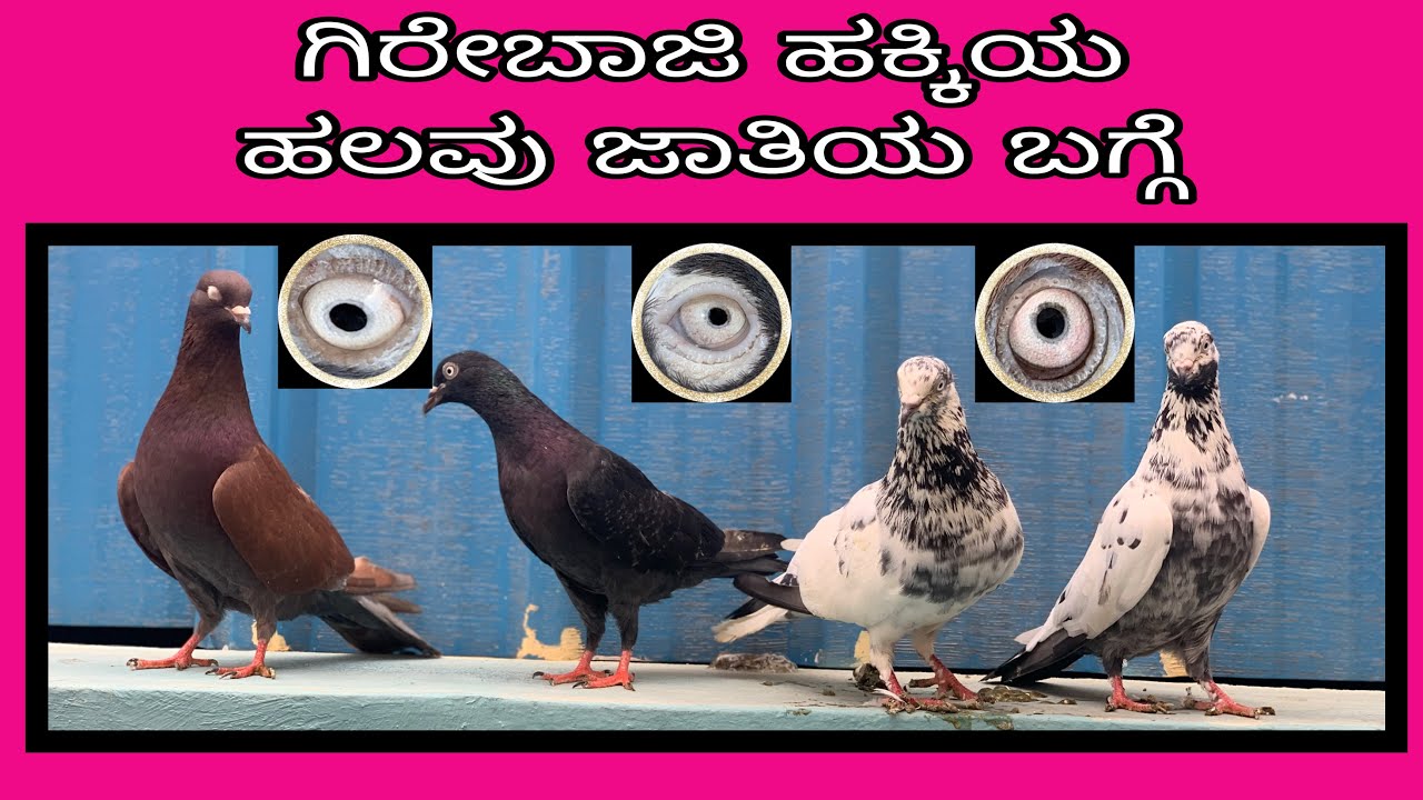 All types of girebaaz pigeons
