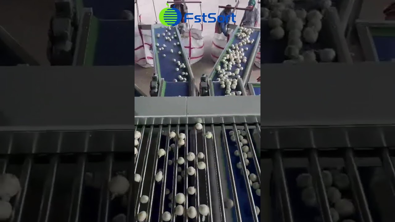 Onion processing plant,vegetable sorting grading machine,onion grader for sale,potato bulbs sorter