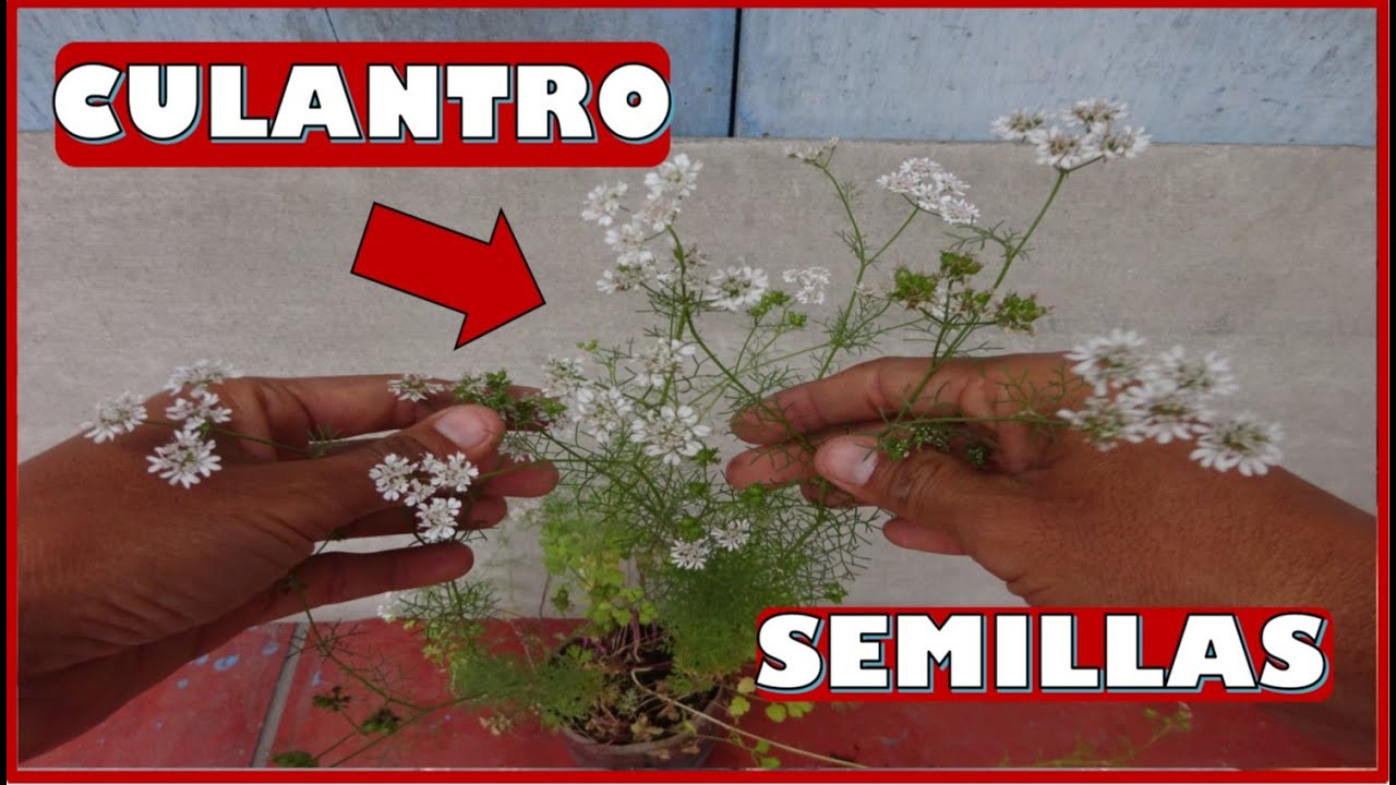 COMO OBTENER SEMILLAS DE CULANTRO - CILANTRO DE FORMA CASERA