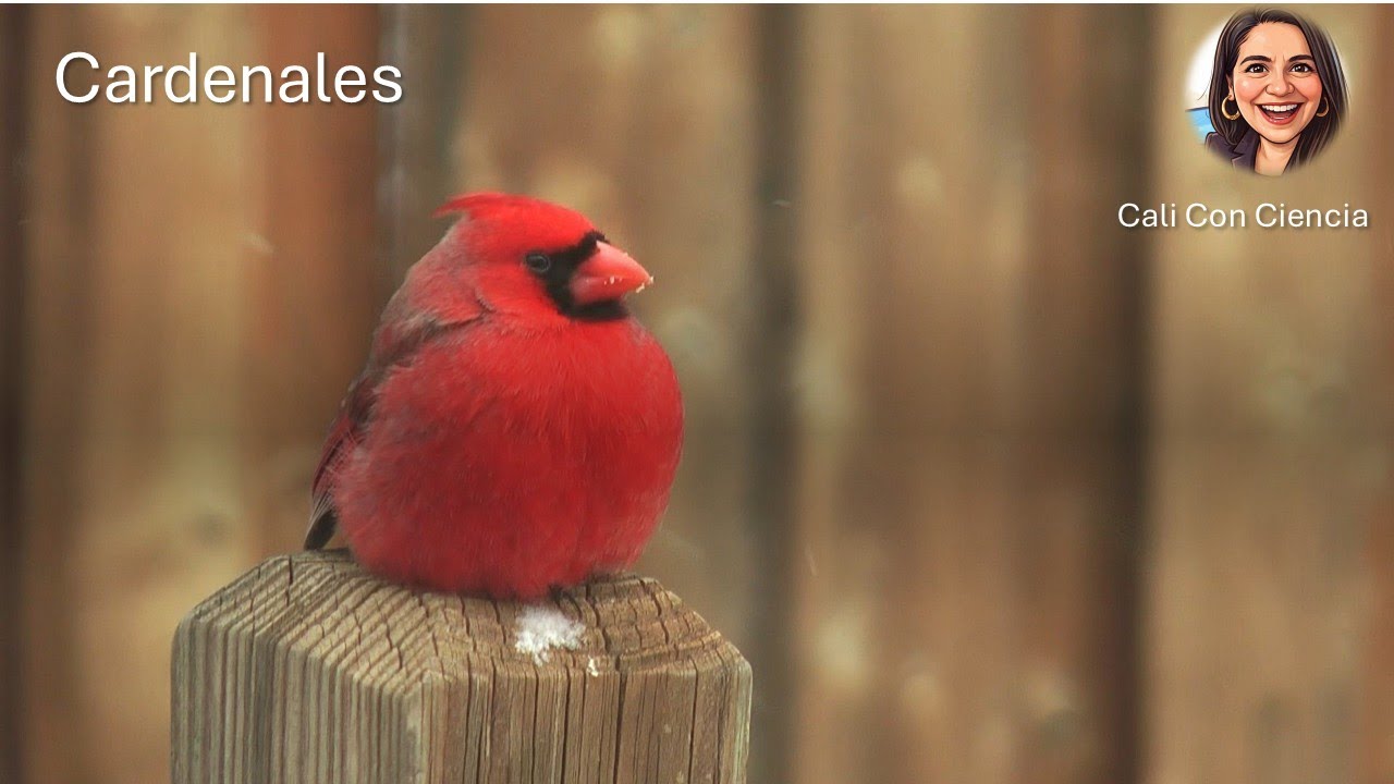 Cardenales