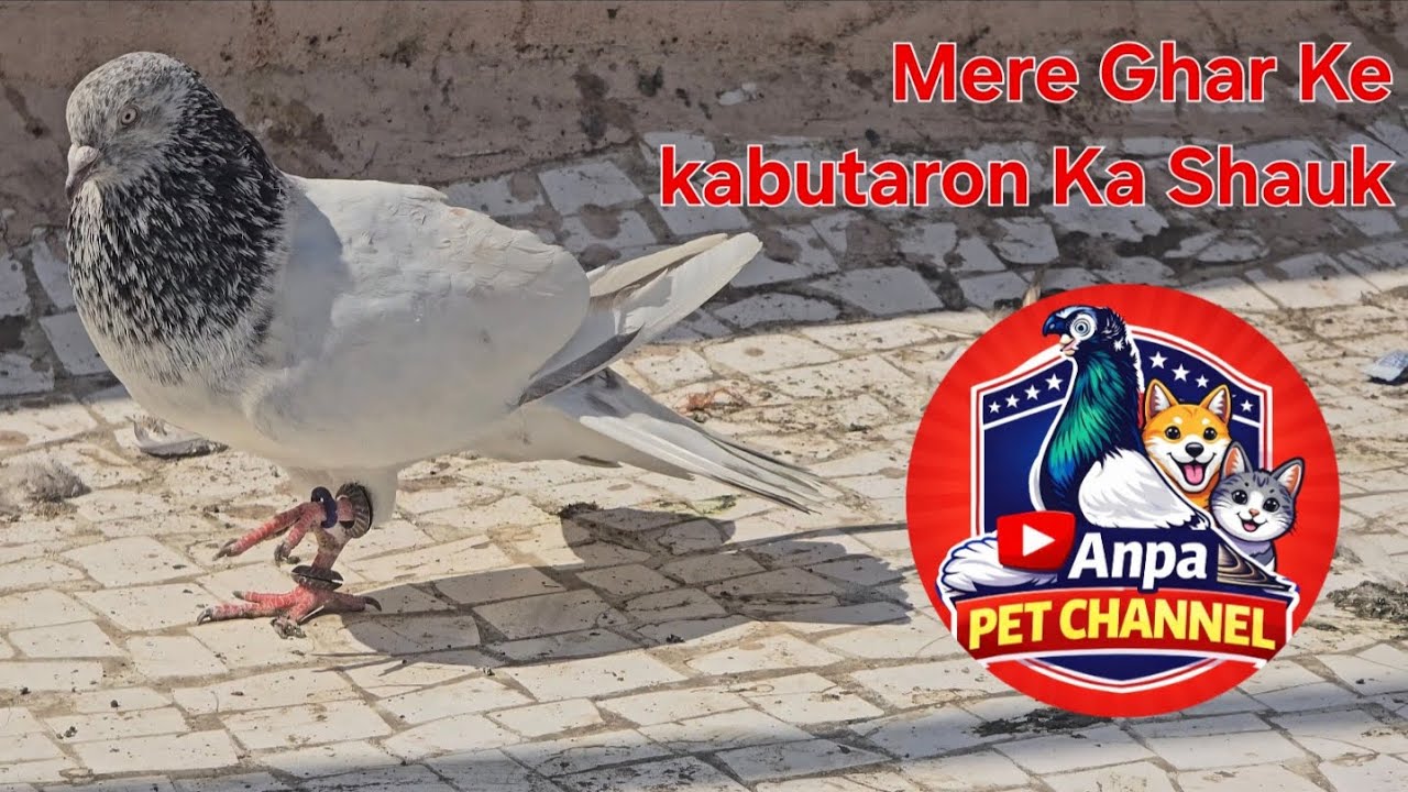 Mera Ghar Ke Kabutar Ka Shauk #pigeon #kabutar #likeandsubscribe 