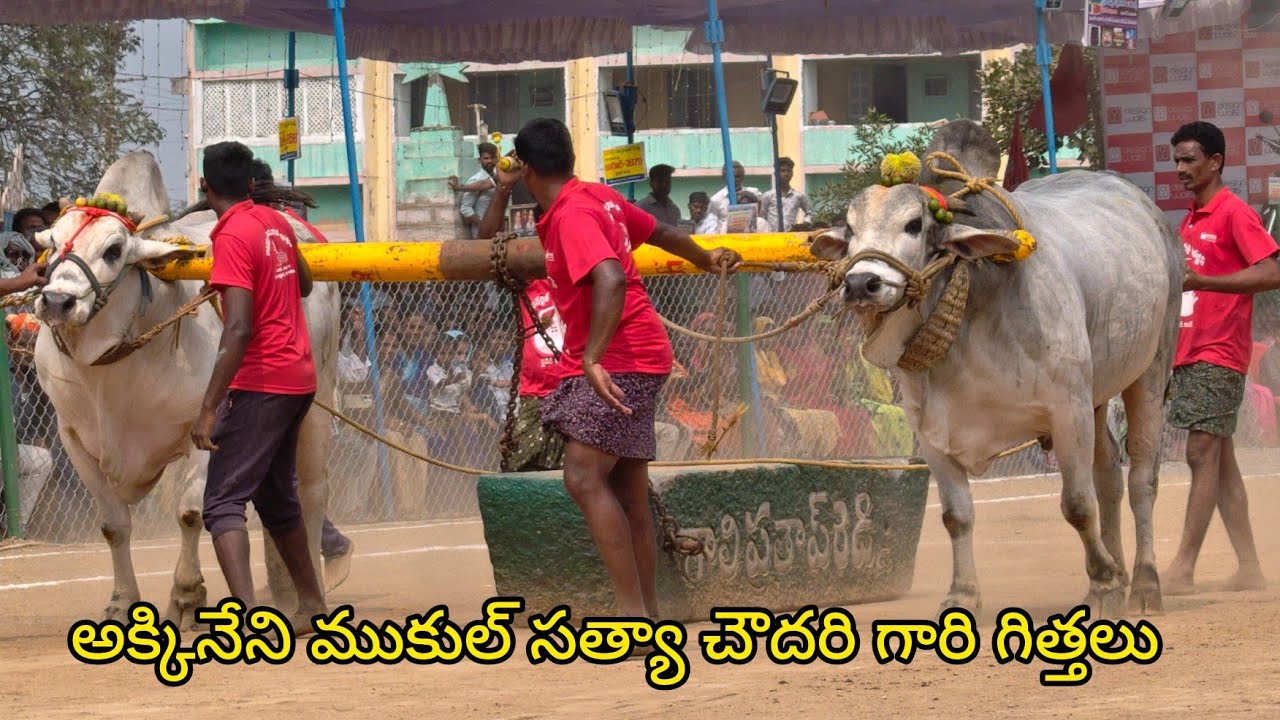 2026-రెంటచింతల.సీనియర్స్.3వ జత.అక్కినేని ముకుల్ సత్య చౌదరి గారు మల్లవల్లి గ్రామం కృష్ణా జిల్లా