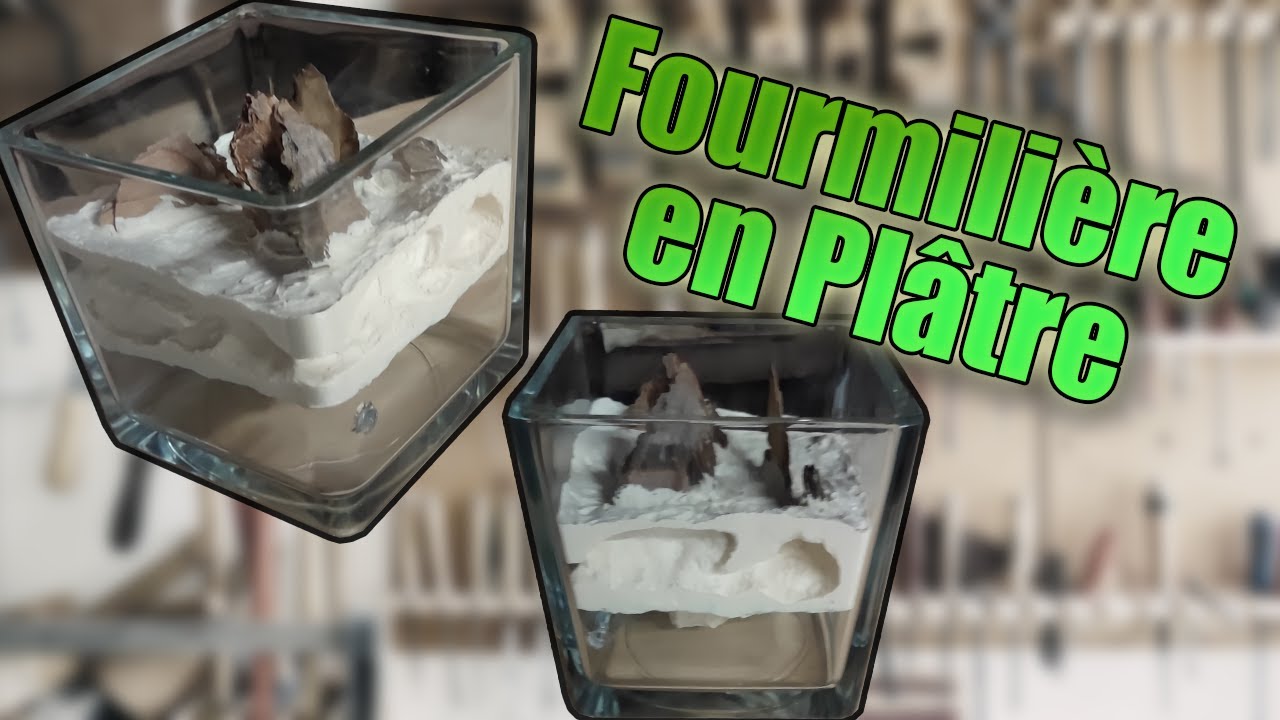 Faire une fourmilière en plâtre !