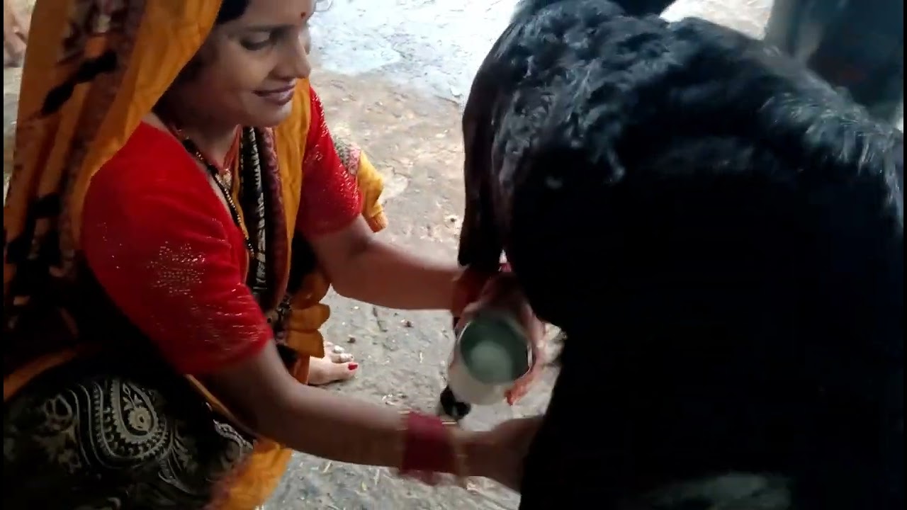 #Chidiya ka dudh🐐🐐